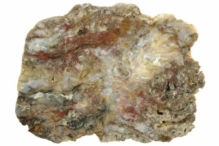 Colorful Petrified Wood Slab - Texas #236500